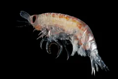 Image of deep-sea crustacean with black background.
