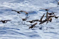 Wilson's Storm Petrels Patter Fishing