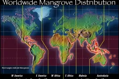 A map showing the global range of mangroves. 