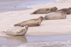 The Wadden Sea site in Germany and the Netherlands was inscribed on the World Heritage List in 2009. It hosts marine mammals, including the harbor seal Phoca vitulina,&nbsp;pictured here.