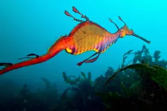 The weedy sea dragon male can hold around 250 eggs in his pouch.