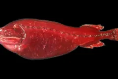 Whalefish Specimen