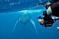 An underwater photo of a diver with a camera shooting video of a whale. 