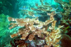a piece of coral with white spots from infection