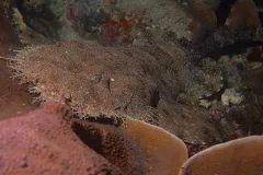 The tasseled wobbegong, has a fringe of dermal lobes around its entire head, each of which is elaborately branched. 