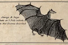 Three hundred year old pen and ink drawing of a &quot;strange and large&quot; bat.