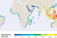 A map of mangrove species around the world