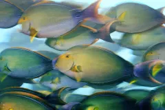 A school of yellowfin surgeonfish feed near dusk off Canton Island in the Phoenix Islands.