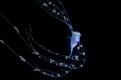 a larval fish with specialized filaments that fan out like tentacles