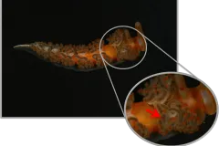 A nudibranch showing a closeup of their fleshy, tentacle-like growths, called cerata. 