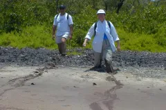 Anne Chamberlain and Marc Frischer stride through a mangrove pond at Twin Cays, Belize.