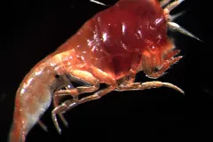 Lanceola clausi is a rare deep-water organism.