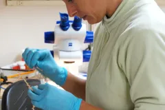 A marine scientist performs a genetic analysis on a sample of deep-sea coral to find out if it is a known or new species.
