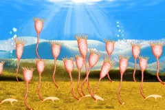 An Illustration of small tentacled fossils. 