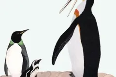 Illustration of two ancient penguin species next to the smaller living Humboldt penguin. 