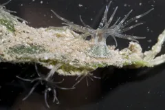 Seagrasses don't just provide shelter for free-swimming animals, but also are a habitat for non-moving organisms, such as these sea anemones.