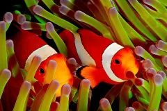 Two bright orange anemonefish poke their heads between anemone tentacles.