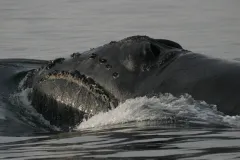 A North Pacific right whale swims in the Bering Sea.