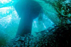 An offshore cage is stocked with 70,000 Pacific threadfin (Polydactylus sexfilis).