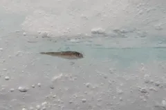 An Arctic cod rests in an ice-covered space. 