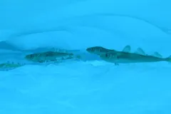 Arctic cod have a special protein that warms their blood.