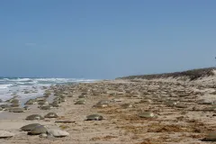 Every year, at the same place and time, thousands of female Kemp's ridley sea turtles come ashore to nest and lay their eggs on the beach. This mass nesting event is known as an arribada, meaning “arrival by sea” in Spanish.