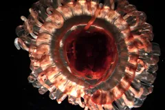 The midwater scyphomedusa Atolla tenella, as seen under a microscope. 