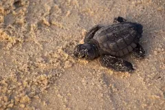 A juvenile Kemp's ridley sea turtle emerges from the nest 