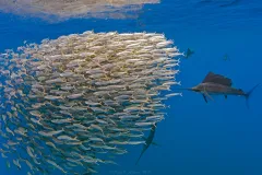 This bait ball shows how small fish can react when larger predators are near, gathering tightly together in a ball-like formation that exposes the least number of fish.