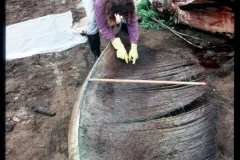 North Atlantic right whales were long hunted for their baleen—the fringed plates hanging in their mouths that they use to strain the seawater for food. Baleen was used in a number of consumer products, such as corsets.