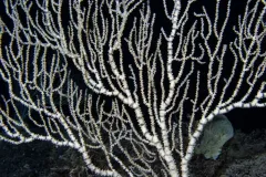 This 200-year-old bamboo coral colony is growing on the Davidson Seamount. The skeleton has bamboo-like segments.