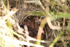 Seaside sparrow chicks beg for food from their nest
