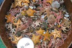 Bottom trawl treasures from the shallow Chukchi Seafloor