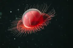 Photograph of a red &quot;jellyfish&quot; with many fine tentacles surrounding the bell and floating against a black background.