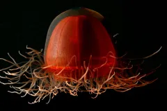 A deep red jellyfish, Crossota norvegica, floats in the water.