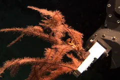 The robotic arm of the Jason, a Remotely Operated Vehicle (ROV), collects several stalks of black coral from the seafloor.