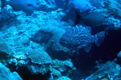 A large black grouper swims amidst coral. 
