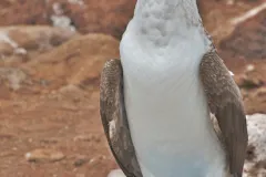Close-up photograph of the face of a blue footed booby.