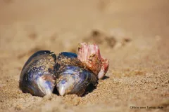 Blue mussels use byssus threads (which you can see on the right, in front of the barnacle shell) to attach to rocks and sometimes to stop a predator from making them a meal. 