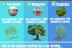 An infographic explaining carbon sequestration