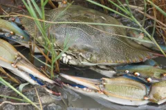 A blue crab on the Mid-Atlantic coast of the U.S. 