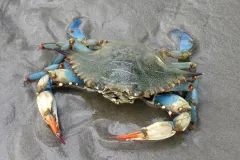 Blue Crab walking in wet sand.