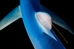 A blue shark, with a copepod attached to its dorsal fin, coasts through waters near New England.