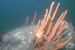 A sea star crawling on an orange finger sponge in Boston Harbor. 