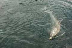 A common bottlenose dolphin swimming. 