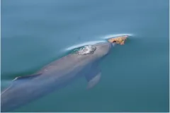 A bottlenose dolphin carries a sponge, which it uses as a tool to dig up prey from the seafloor.