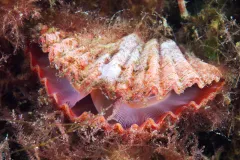 A brachiopod looks like a clam, but they aren't closely related. 