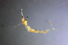 Jellyfish mucus mixed with oil.