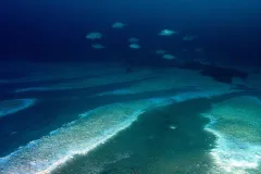 fish swim over what looks like a lake