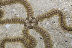 A Brittle Star